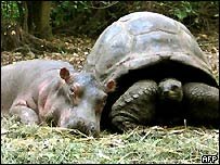 hippo&turtle