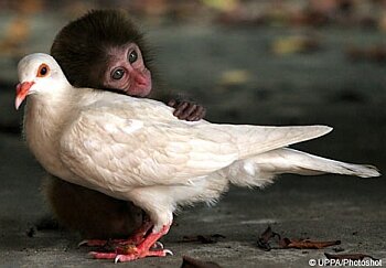 monkey+pigeon